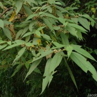 Debregeasia longifolia (Burm.f.) Wedd.